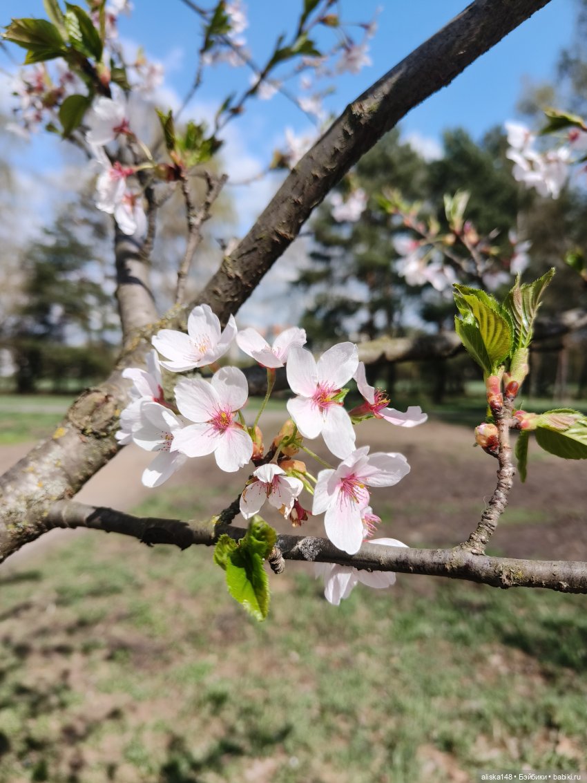 Солнечный день — Куклы Baboliy (Баболи