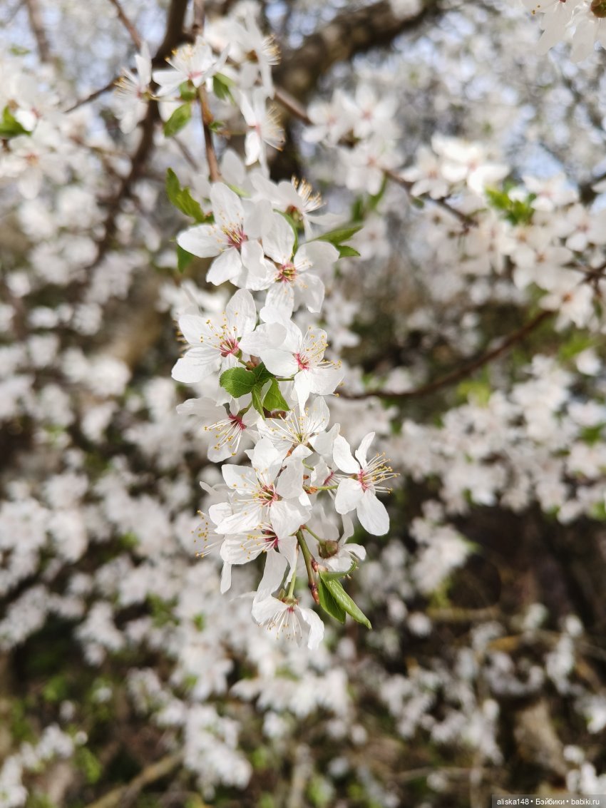Солнечный день — Куклы Baboliy (Баболи (фото 4)