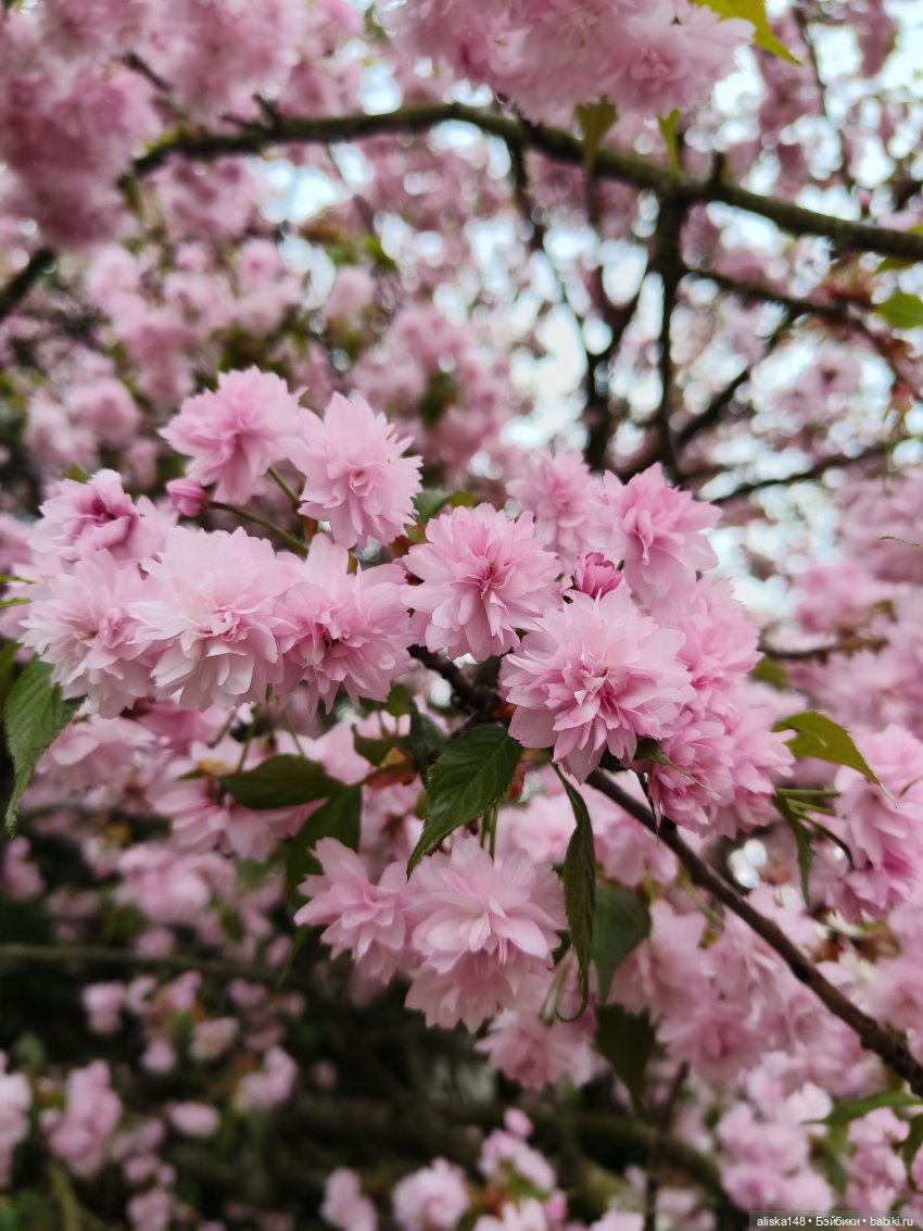 Никогда такого не было и вот опять))) (фото 6)