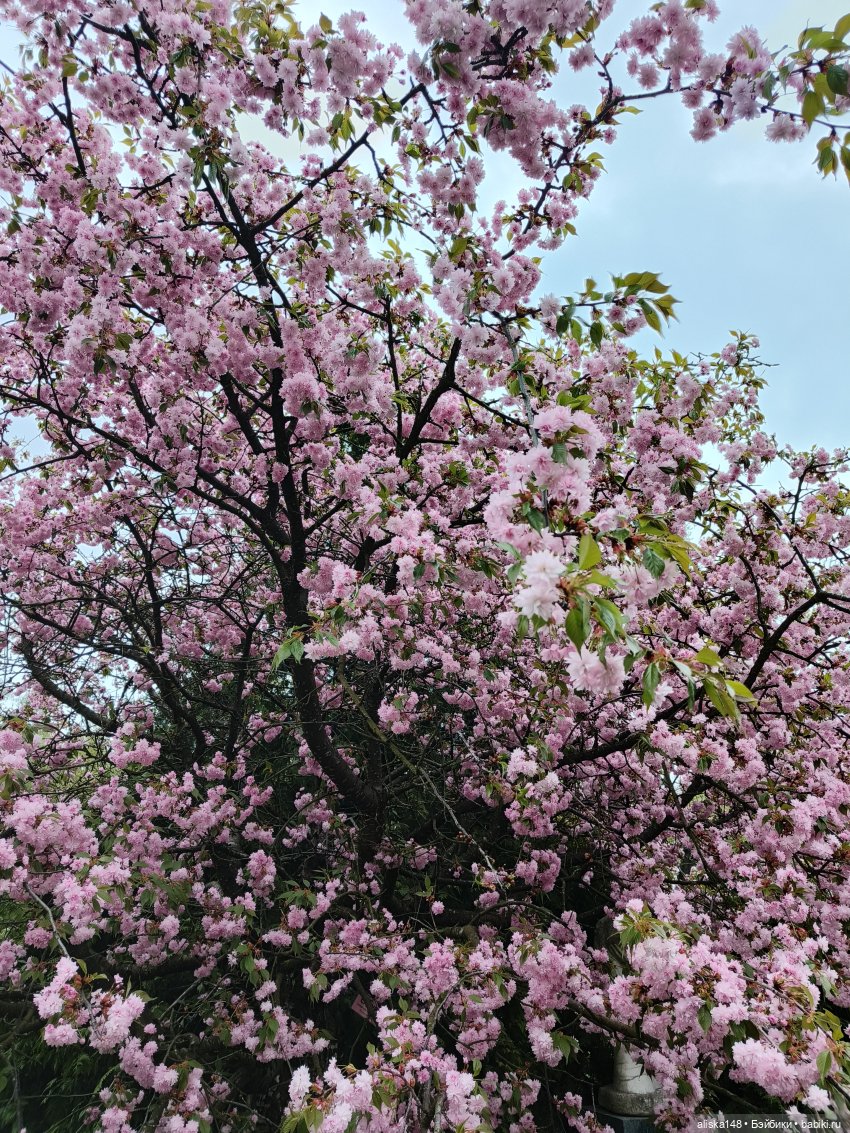 Никогда такого не было и вот опять))) (фото 7)