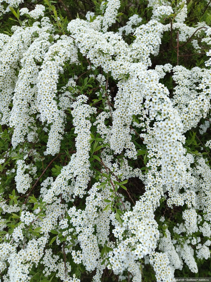 И снова гуляем с Деффочками по ботаническому саду | Бэйбики И снова гуляем с Деффочками по ботаническому саду