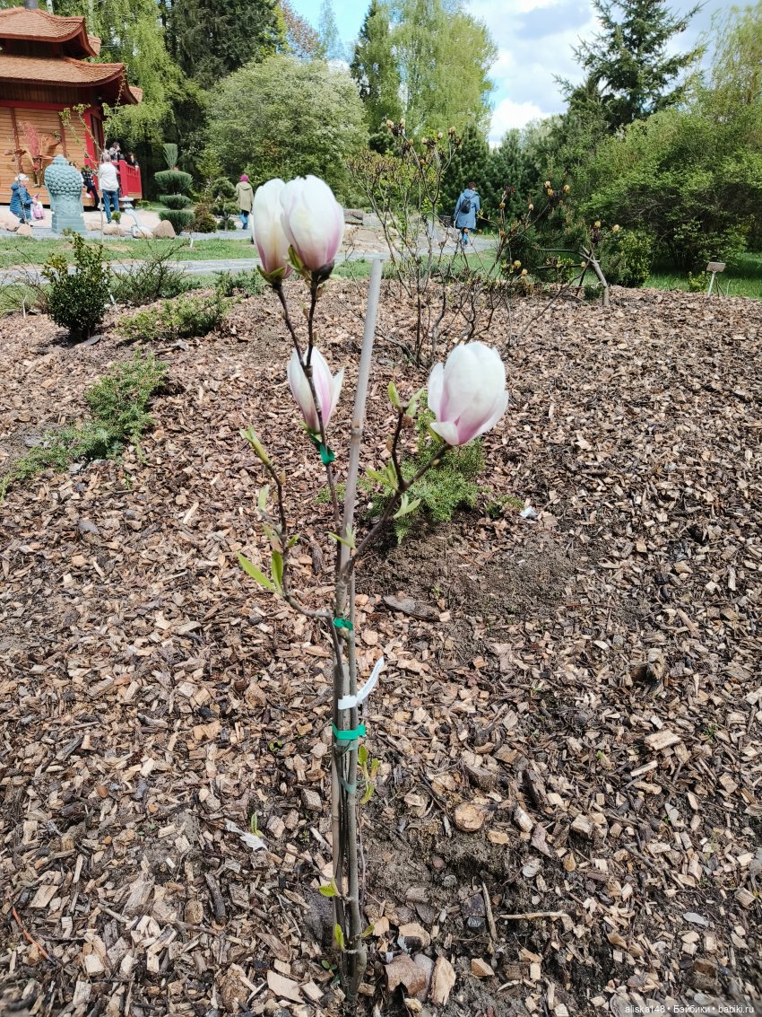 И снова гуляем с Деффочками по ботаническому саду | Бэйбики И снова гуляем с Деффочками по ботаническому саду