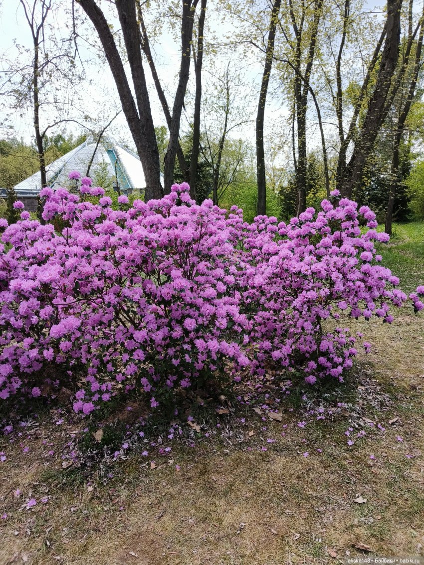 И снова гуляем с Деффочками по ботаническому саду | Бэйбики И снова гуляем с Деффочками по ботаническому саду