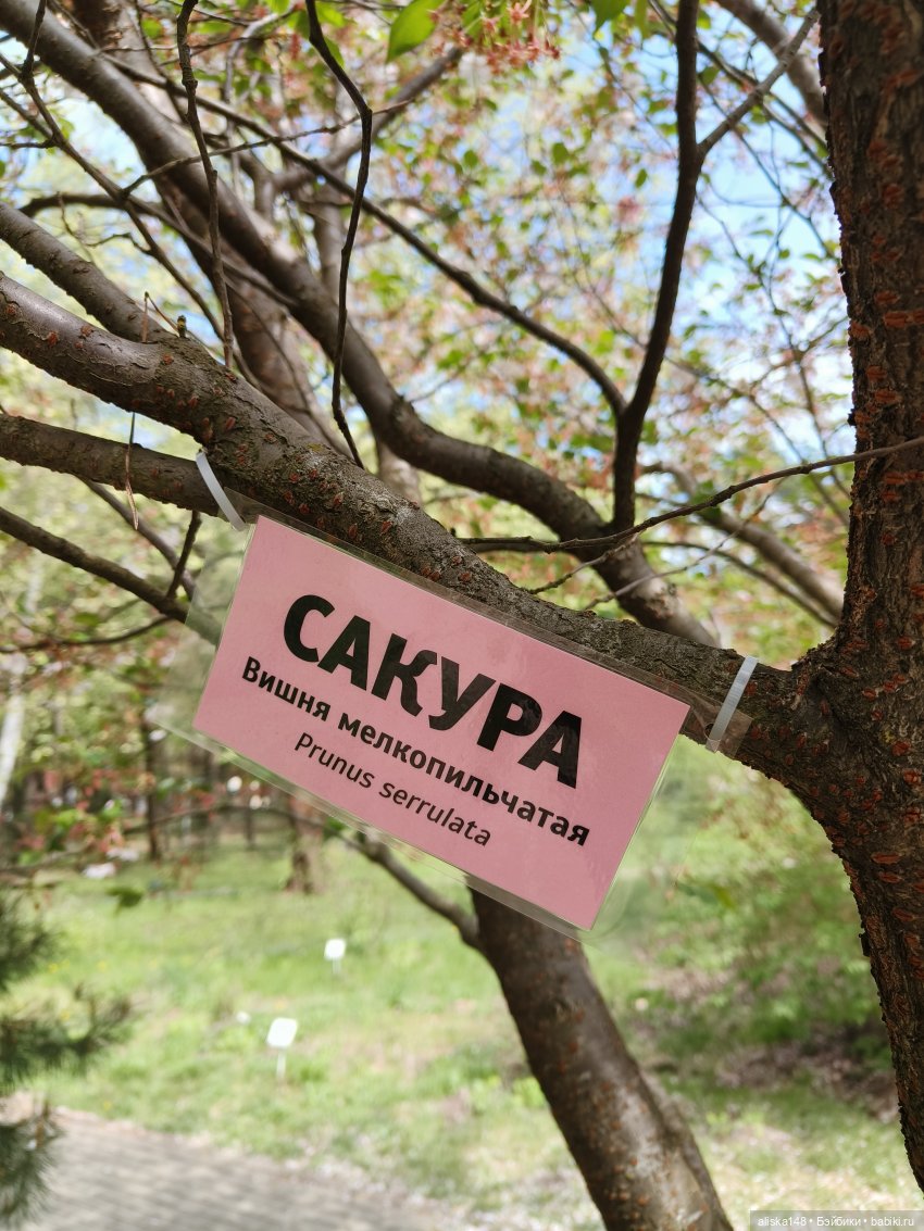 И снова гуляем с Деффочками по ботаническому саду | Бэйбики И снова гуляем с Деффочками по ботаническому саду