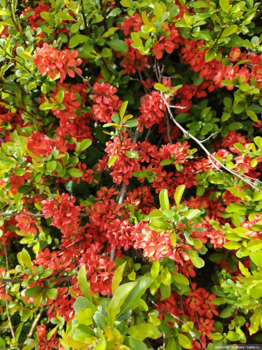 И снова гуляем с Деффочками по ботаническому саду | Бэйбики И снова гуляем с Деффочками по ботаническому саду