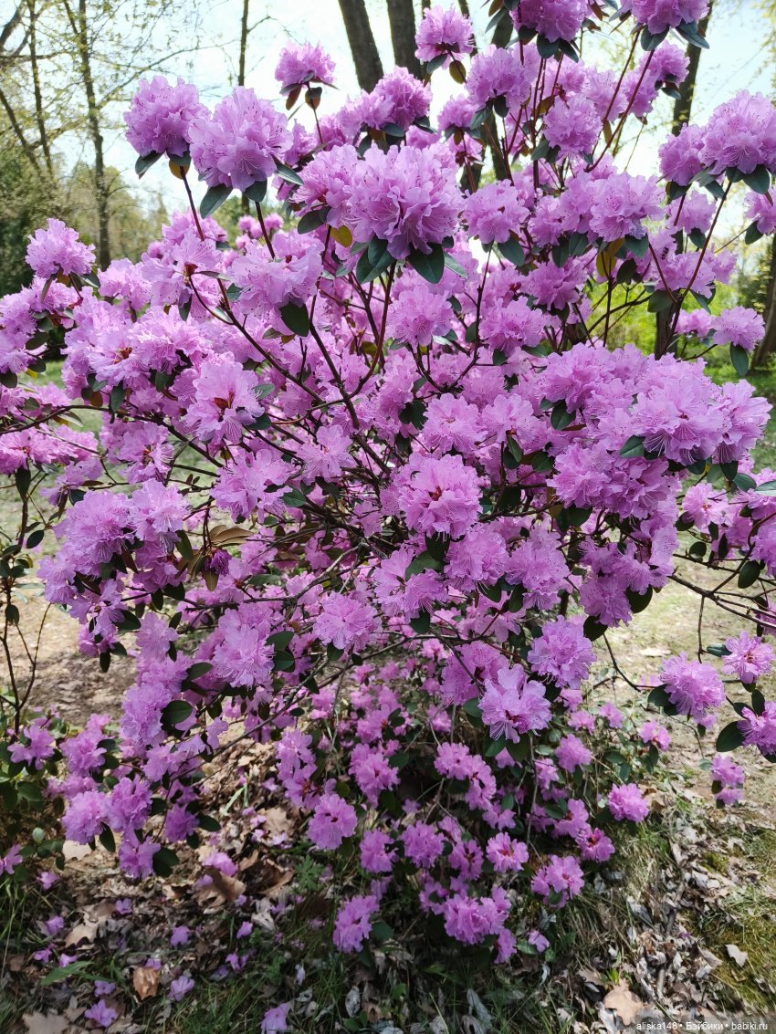 И снова гуляем с Деффочками по ботаническому саду | Бэйбики И снова гуляем с Деффочками по ботаническому саду