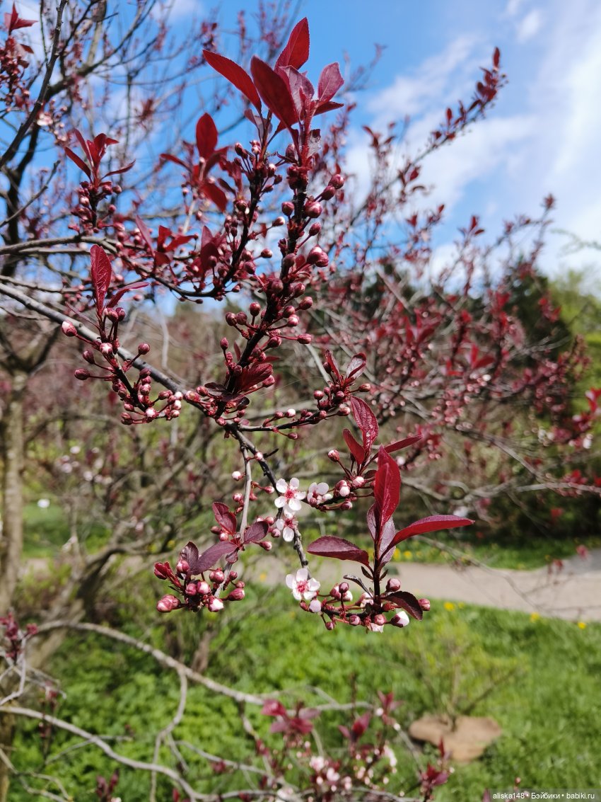 И снова гуляем с Деффочками по ботаническому саду | Бэйбики И снова гуляем с Деффочками по ботаническому саду