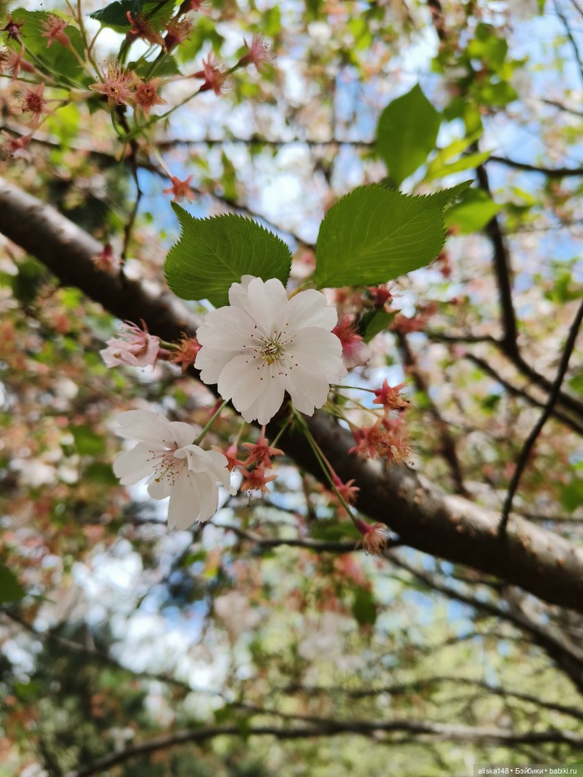 И снова гуляем с Деффочками по ботаническому саду | Бэйбики И снова гуляем с Деффочками по ботаническому саду