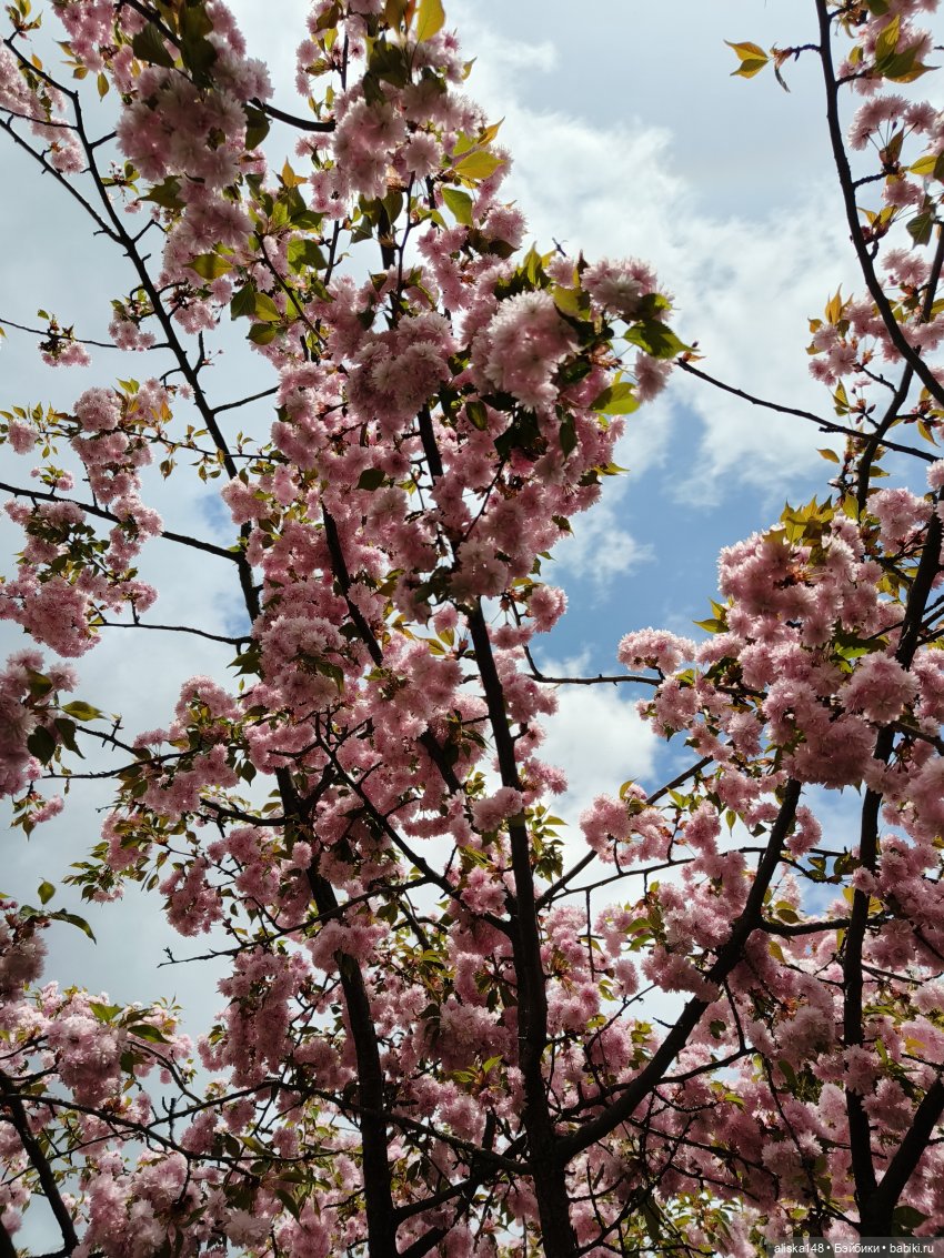 И снова гуляем с Деффочками по ботаническому саду | Бэйбики И снова гуляем с Деффочками по ботаническому саду (фото 4)