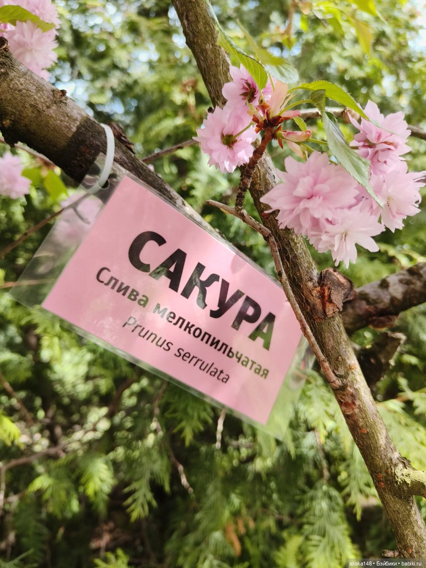 И снова гуляем с Деффочками по ботаническому саду | Бэйбики И снова гуляем с Деффочками по ботаническому саду (фото 5)