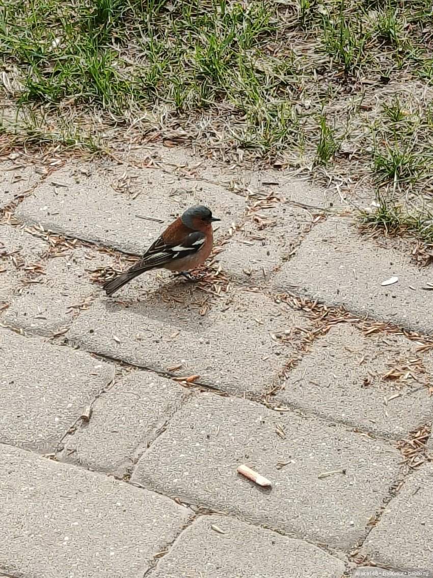 Злата и весна — Игровые куклы разных производителей (Разное): редкие бренды