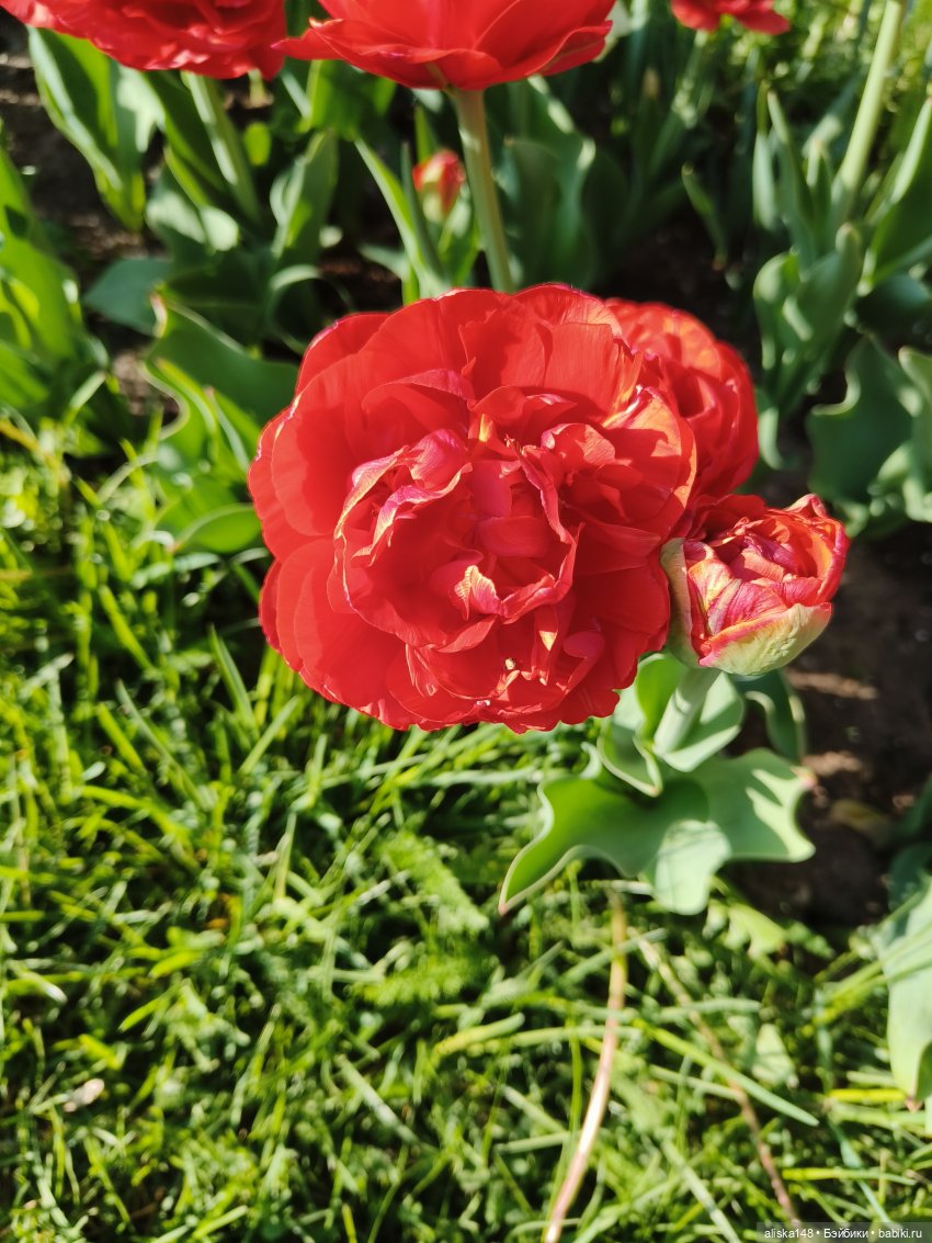 Тотошка в зоопарке — Игровые куклы разных производителей (Разное): редкие бренды