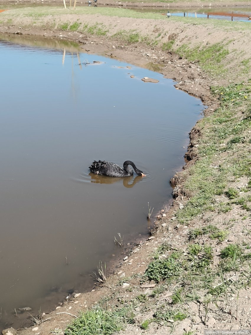 Тотошка в зоопарке — Игровые куклы разных производителей (Разное): редкие бренды (фото 4)