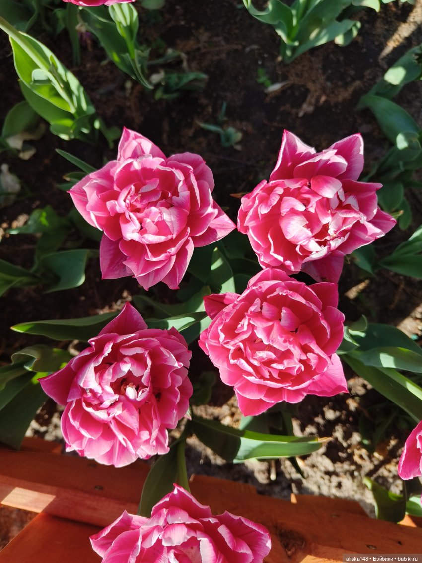 Тотошка в зоопарке — Игровые куклы разных производителей (Разное): редкие бренды