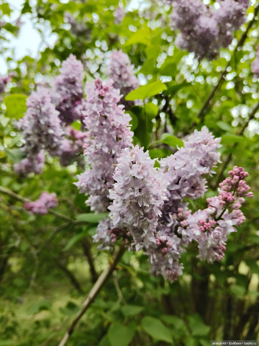 Филипок | Бэйбики Филипок — Куклы с Алиэкспресс (Aliexpress): Китайские шарнирные