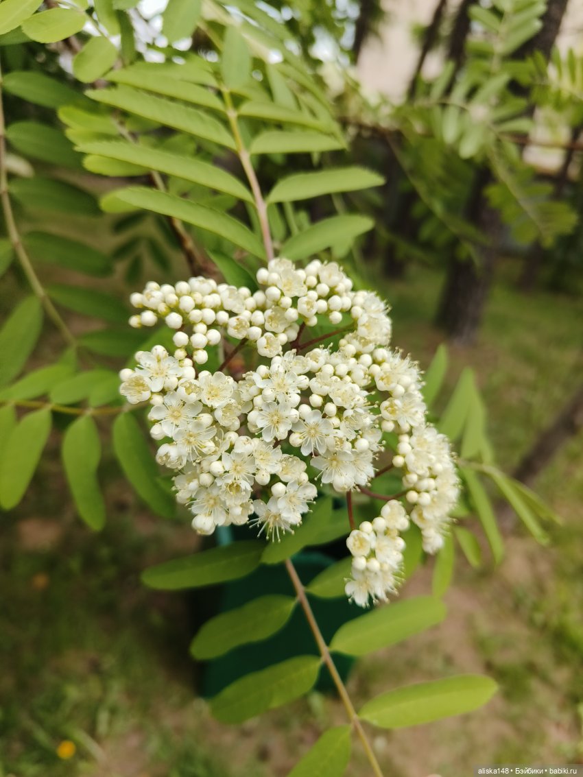 Филипок | Бэйбики Филипок — Куклы с Алиэкспресс (Aliexpress): Китайские шарнирные