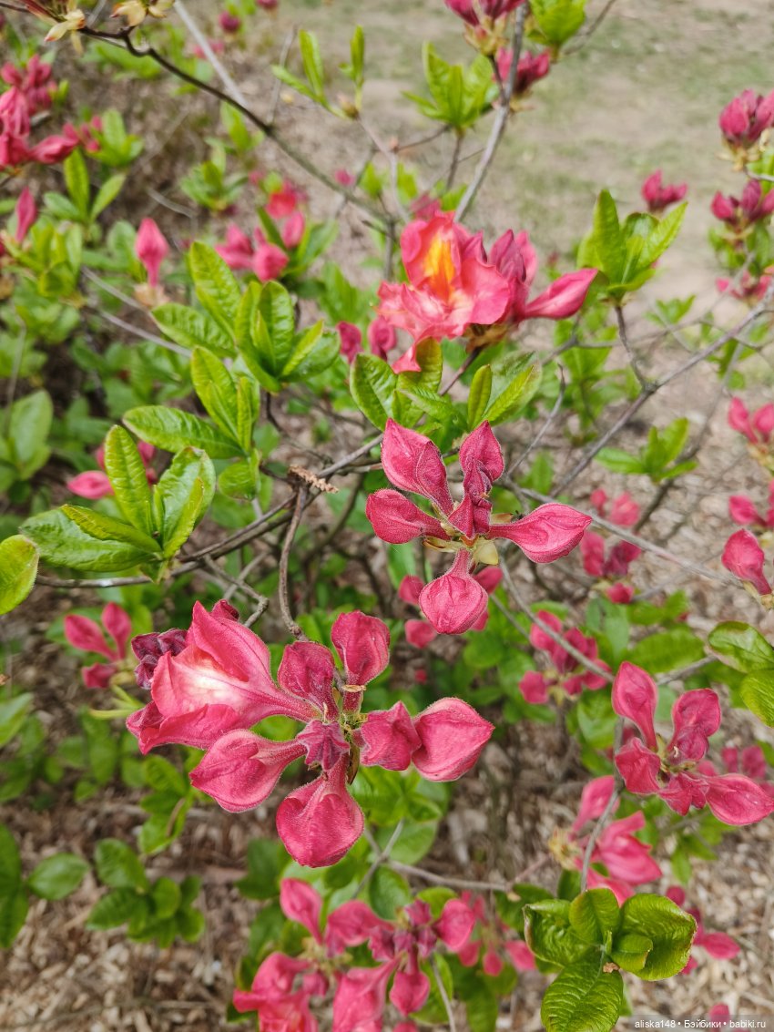 Филипок | Бэйбики Филипок — Куклы с Алиэкспресс (Aliexpress): Китайские шарнирные (фото 5)