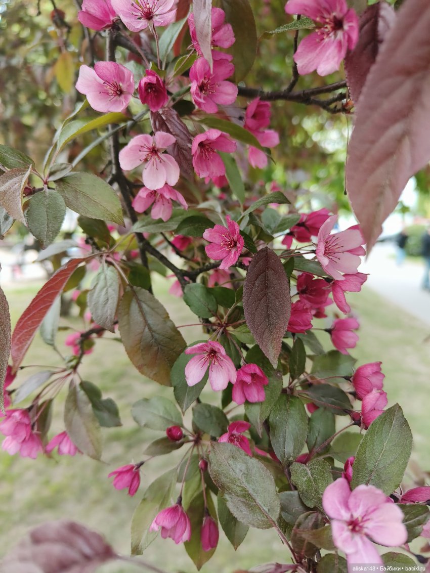 Филипок | Бэйбики Филипок — Куклы с Алиэкспресс (Aliexpress): Китайские шарнирные