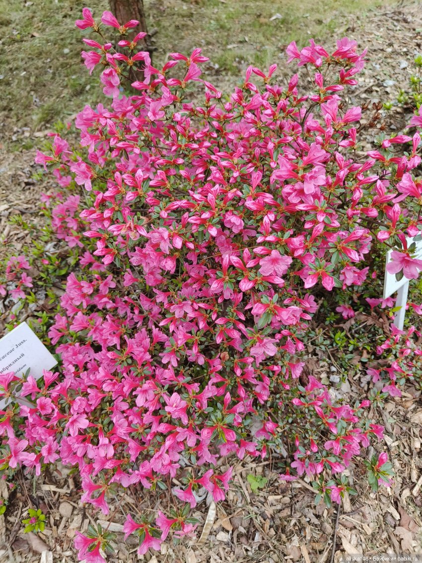 Филипок | Бэйбики Филипок — Куклы с Алиэкспресс (Aliexpress): Китайские шарнирные (фото 8)