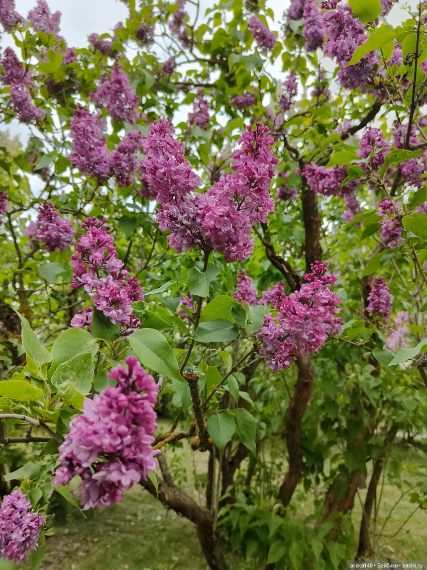 Филипок | Бэйбики Филипок — Куклы с Алиэкспресс (Aliexpress): Китайские шарнирные