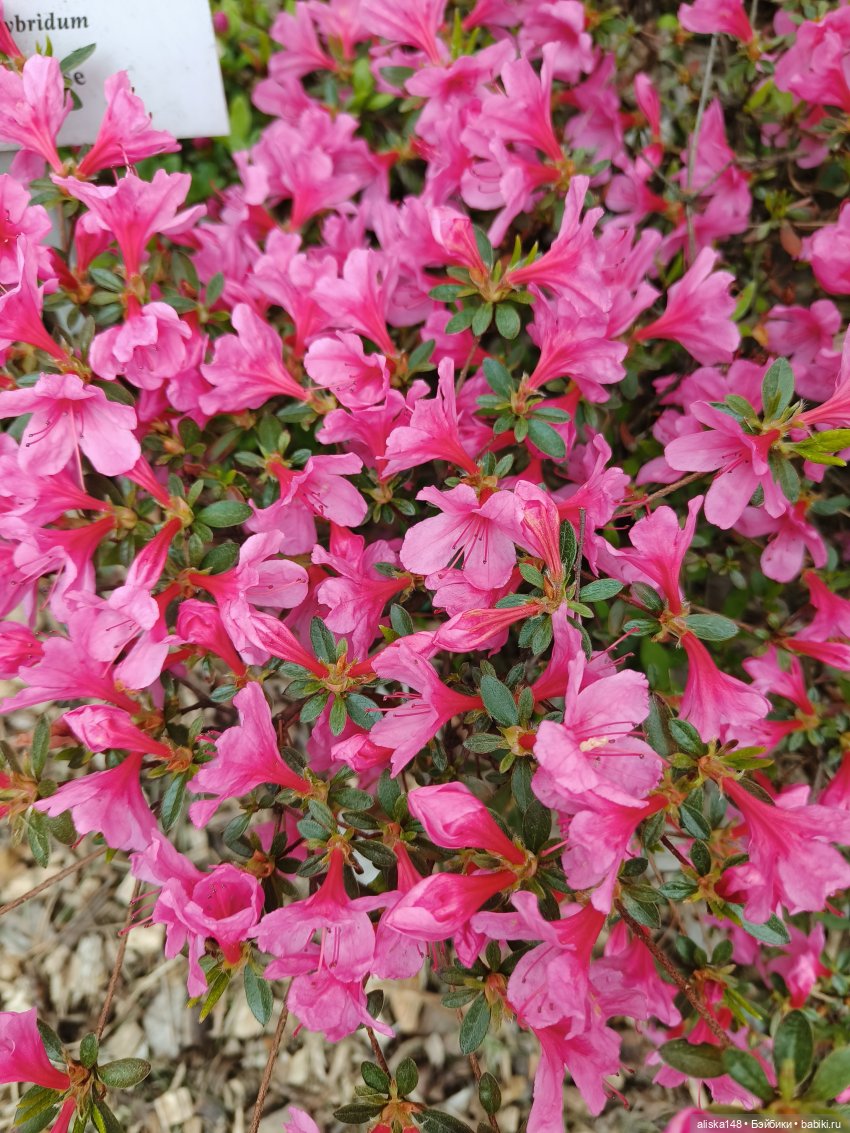 Филипок | Бэйбики Филипок — Куклы с Алиэкспресс (Aliexpress): Китайские шарнирные (фото 10)