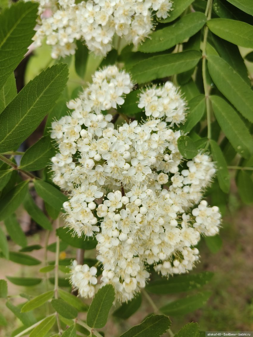 Лесная нимфа | Бэйбики Лесная нимфа — Аналоги Барби и куклы 1/6: клоны 90