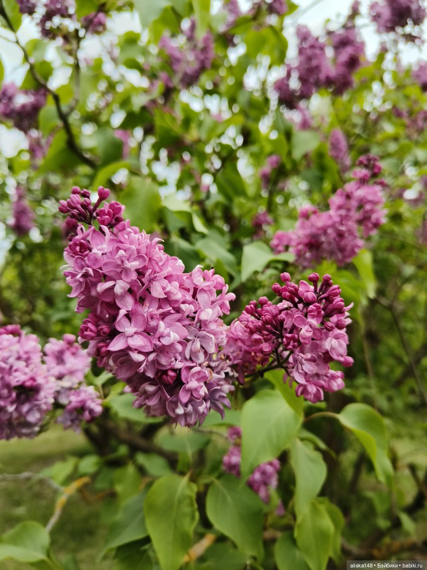 Лесная нимфа | Бэйбики Лесная нимфа — Аналоги Барби и куклы 1/6: клоны 90