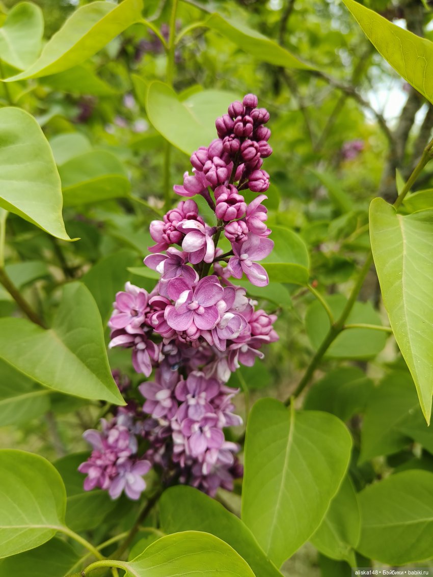 Лесная нимфа | Бэйбики Лесная нимфа — Аналоги Барби и куклы 1/6: клоны 90 (фото 7)