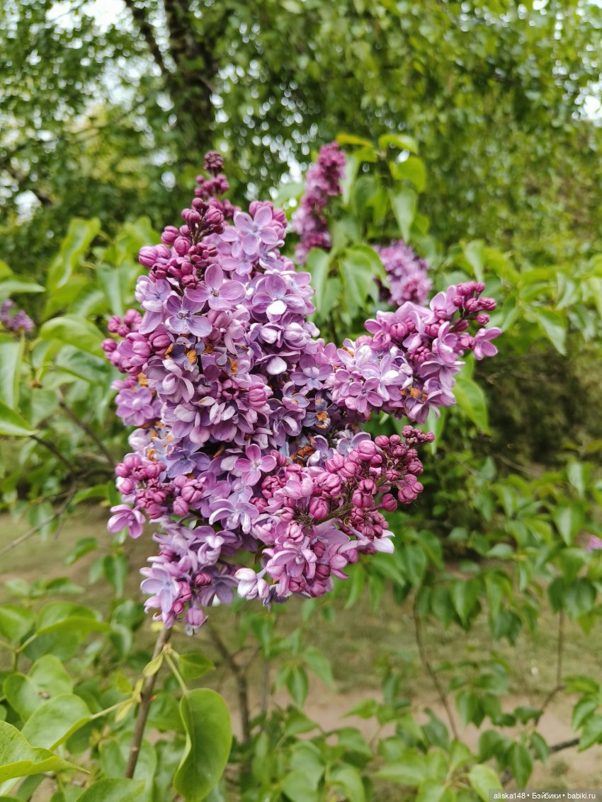 Лесная нимфа | Бэйбики Лесная нимфа — Аналоги Барби и куклы 1/6: клоны 90 (фото 9)