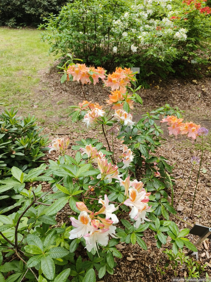 Эмма | Бэйбики Куклы с Алиэкспресс (Aliexpress): Китайские шарнирные (фото 3)