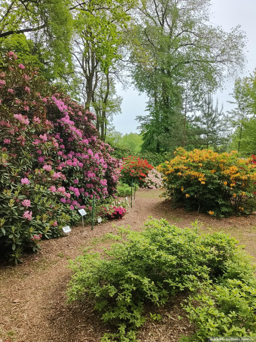 Эмма | Бэйбики Куклы с Алиэкспресс (Aliexpress): Китайские шарнирные