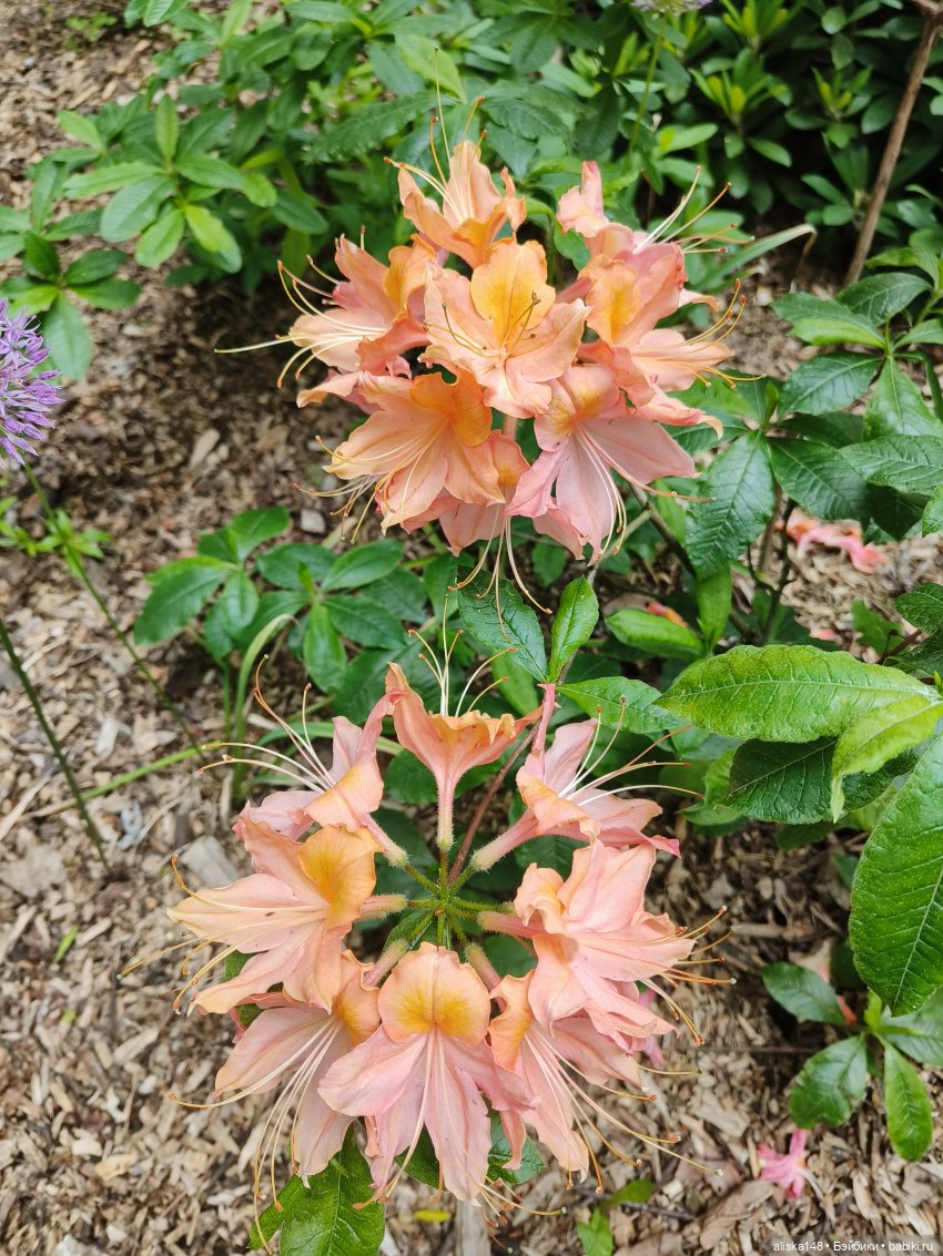 Эмма | Бэйбики Куклы с Алиэкспресс (Aliexpress): Китайские шарнирные (фото 4)