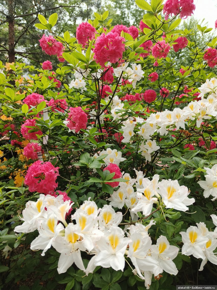 Эмма | Бэйбики Куклы с Алиэкспресс (Aliexpress): Китайские шарнирные