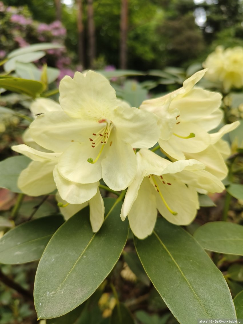 Эмма | Бэйбики Куклы с Алиэкспресс (Aliexpress): Китайские шарнирные (фото 7)