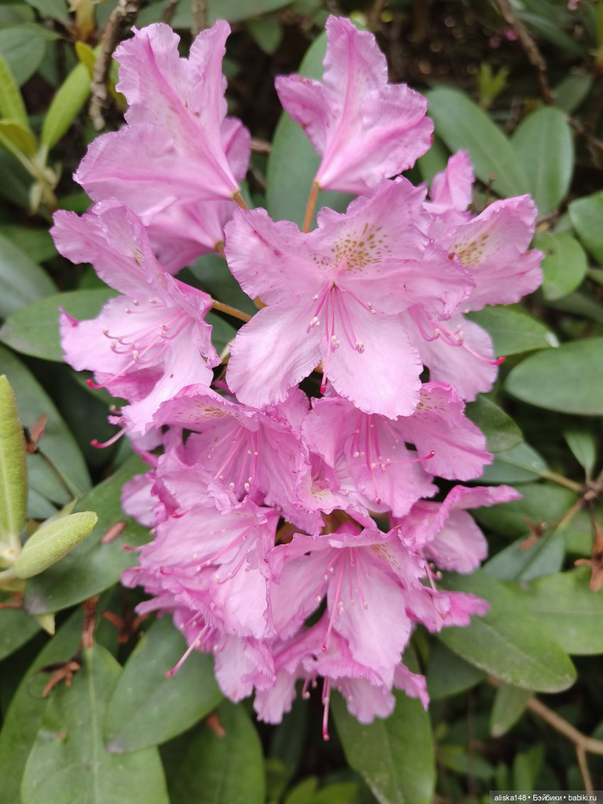 Эмма | Бэйбики Куклы с Алиэкспресс (Aliexpress): Китайские шарнирные