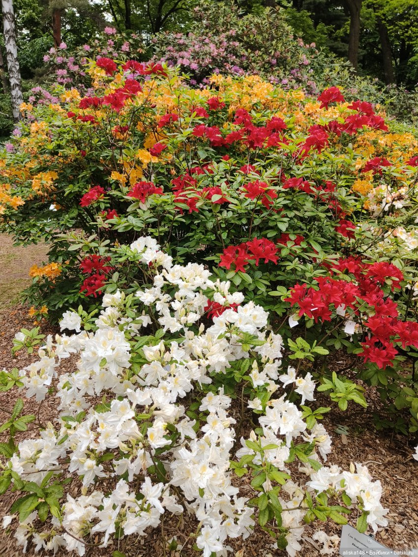 Эмма | Бэйбики Куклы с Алиэкспресс (Aliexpress): Китайские шарнирные