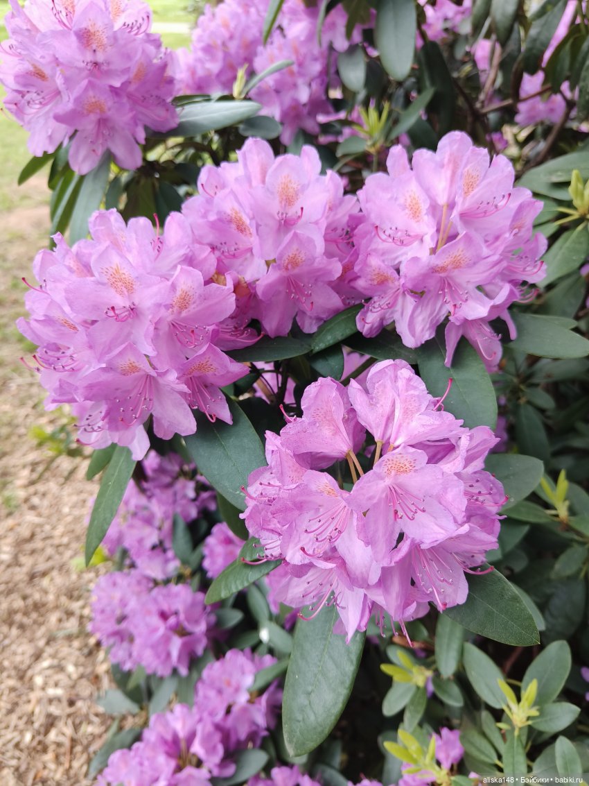 Эмма | Бэйбики Куклы с Алиэкспресс (Aliexpress): Китайские шарнирные