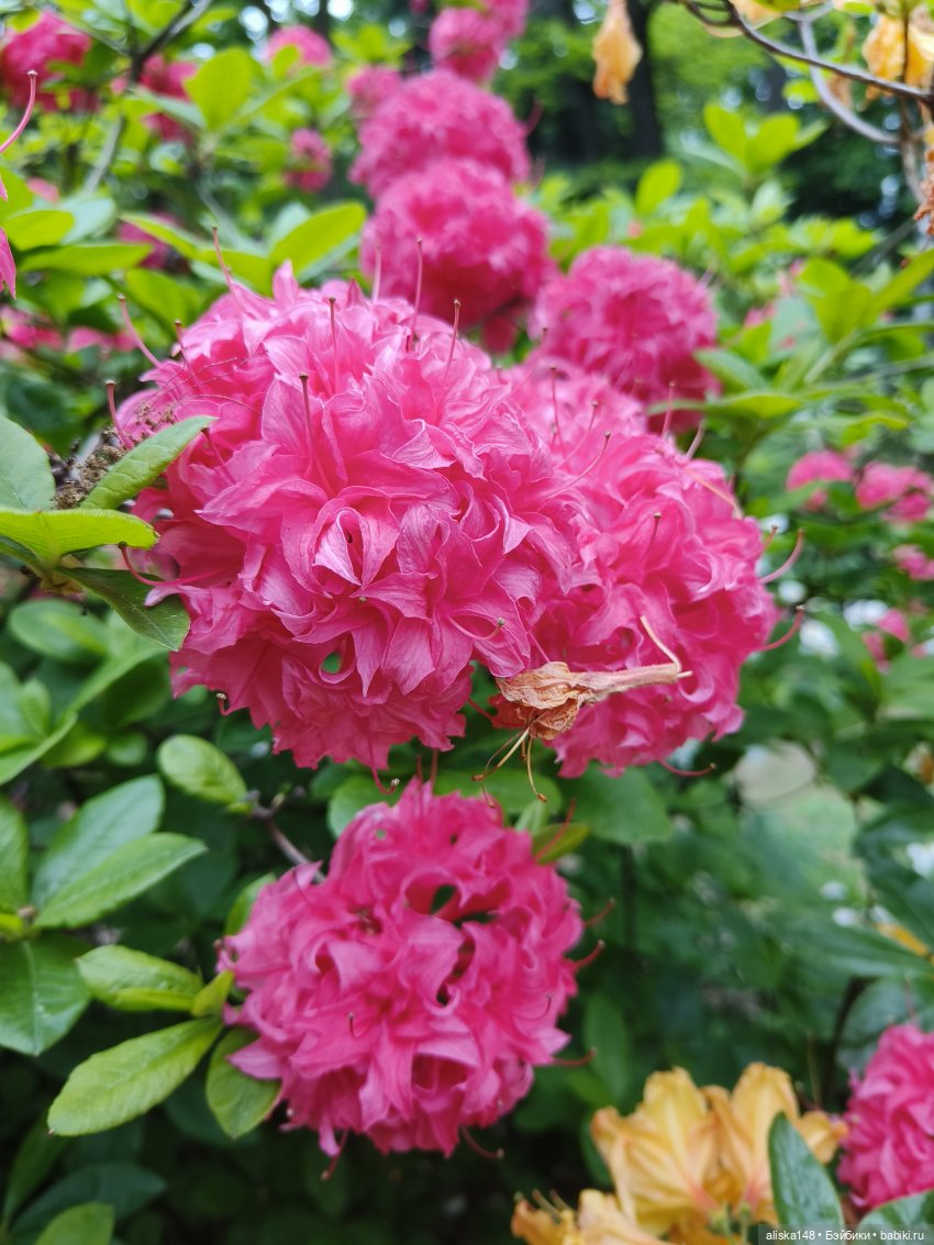 Эмма | Бэйбики Куклы с Алиэкспресс (Aliexpress): Китайские шарнирные