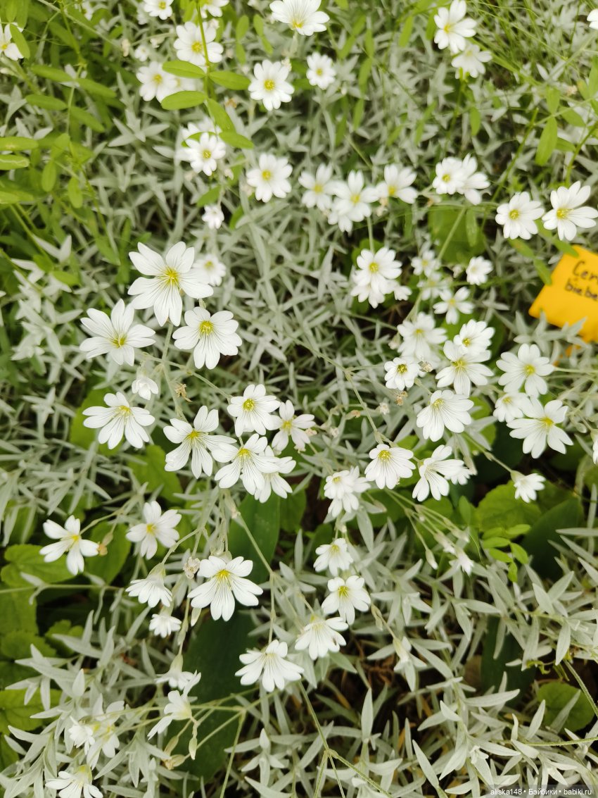 Эмма | Бэйбики Куклы с Алиэкспресс (Aliexpress): Китайские шарнирные