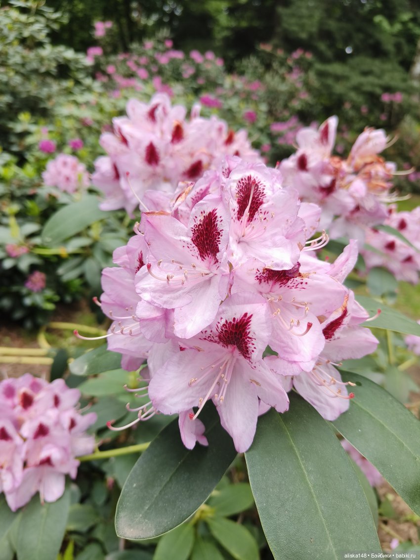 Эмма | Бэйбики Куклы с Алиэкспресс (Aliexpress): Китайские шарнирные (фото 10)