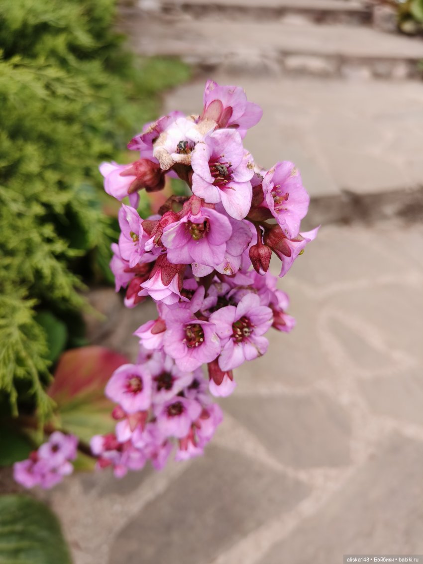 Эмма | Бэйбики Куклы с Алиэкспресс (Aliexpress): Китайские шарнирные