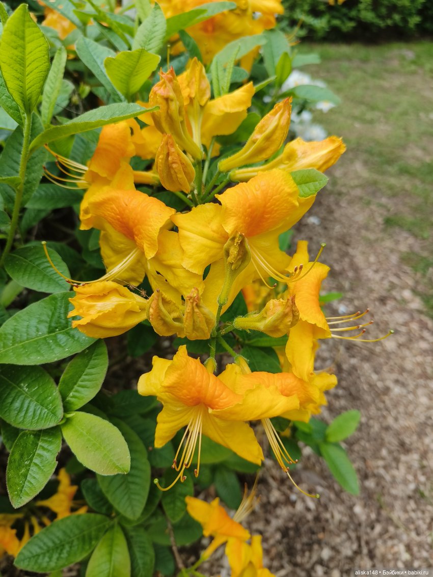 Эмма | Бэйбики Куклы с Алиэкспресс (Aliexpress): Китайские шарнирные