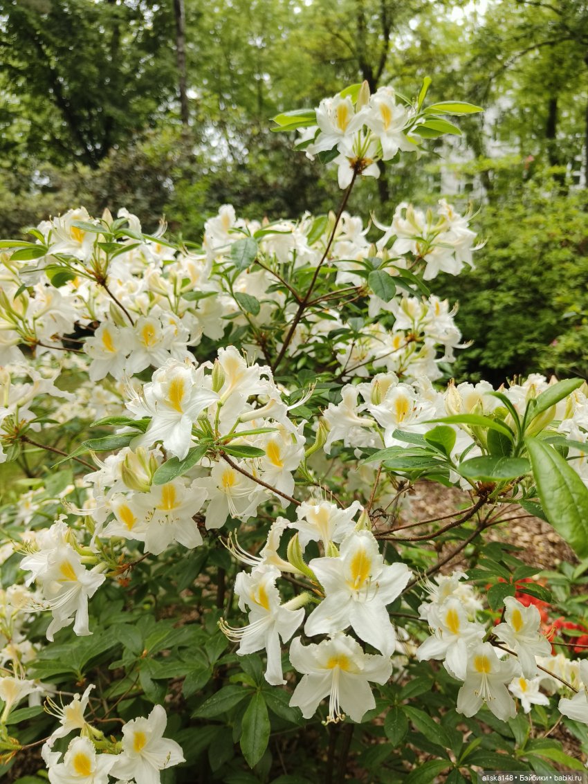 Эмма | Бэйбики Куклы с Алиэкспресс (Aliexpress): Китайские шарнирные (фото 5)