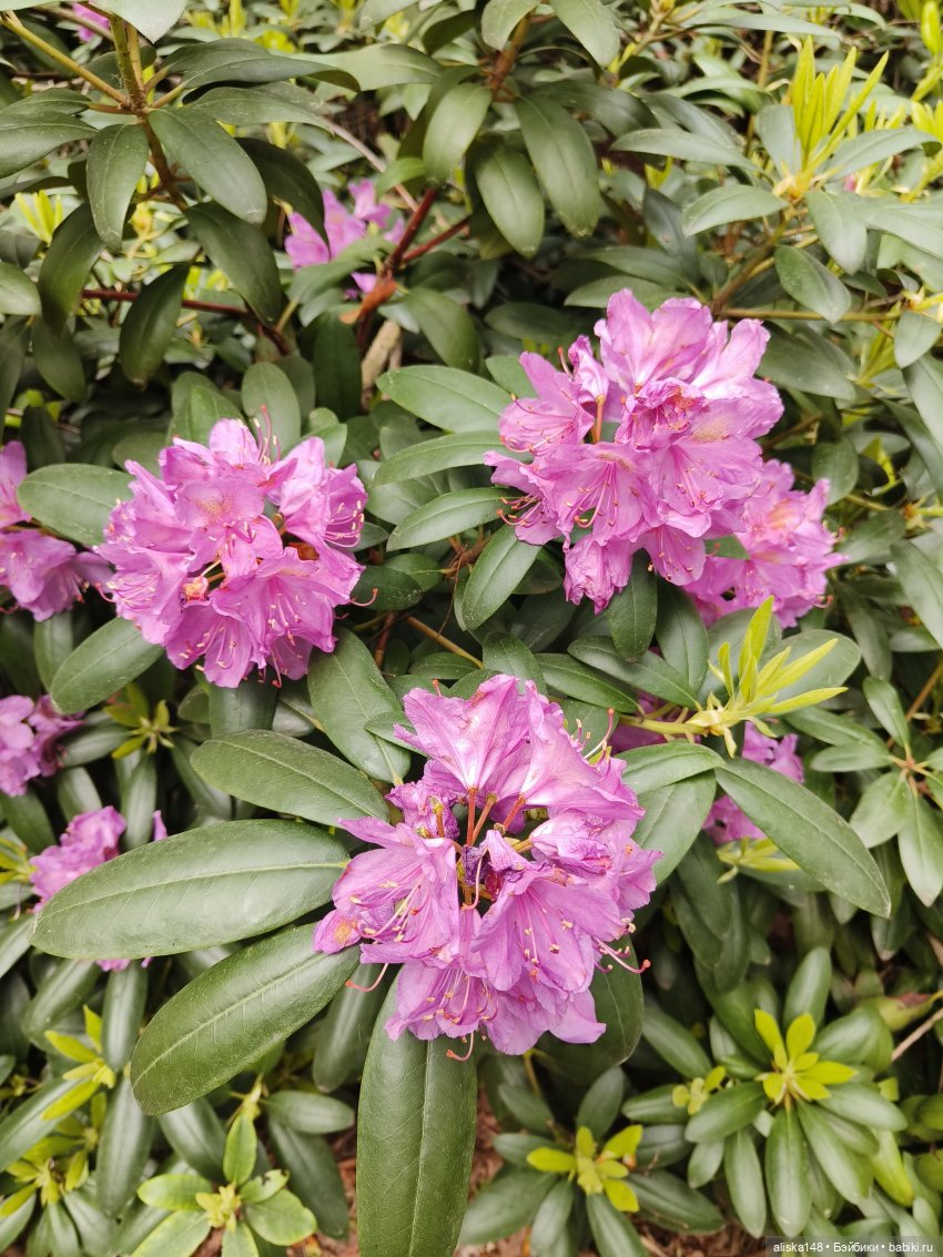 Эмма | Бэйбики Куклы с Алиэкспресс (Aliexpress): Китайские шарнирные (фото 8)