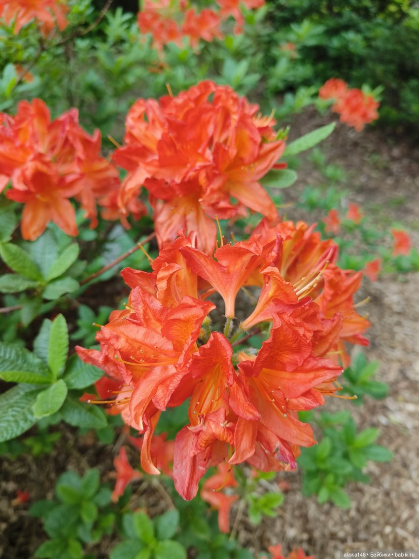 Эмма | Бэйбики Куклы с Алиэкспресс (Aliexpress): Китайские шарнирные