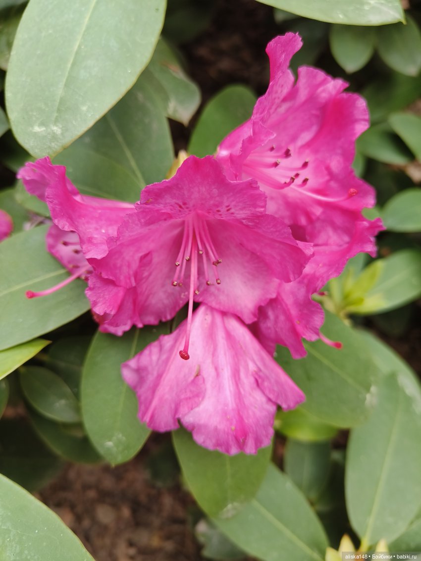 Эмма | Бэйбики Куклы с Алиэкспресс (Aliexpress): Китайские шарнирные