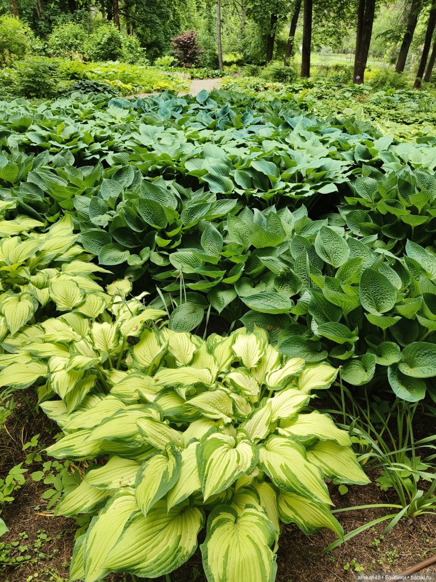 Эмма | Бэйбики Куклы с Алиэкспресс (Aliexpress): Китайские шарнирные