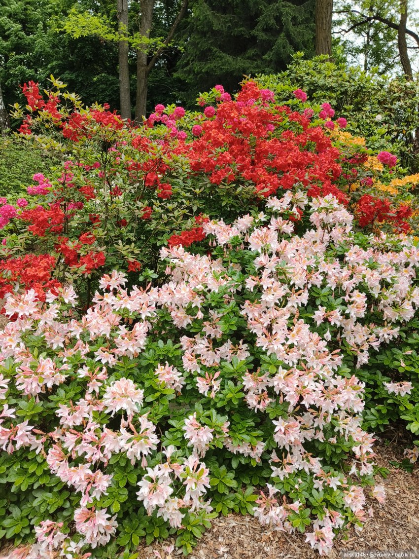 Эмма | Бэйбики Куклы с Алиэкспресс (Aliexpress): Китайские шарнирные