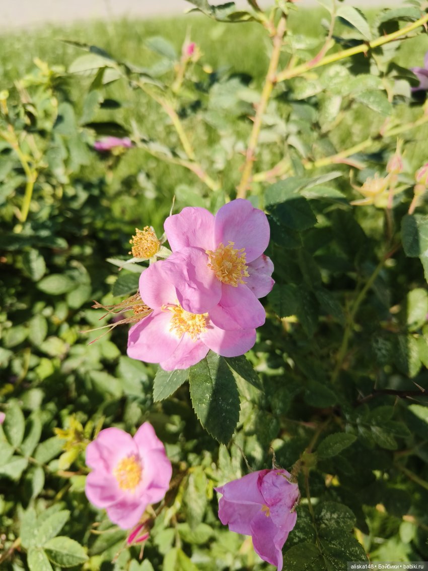 Мелочь снова в деле — Пупсы Baby Born и Baby Annabell (Zapf): интерактивные (фото 4)