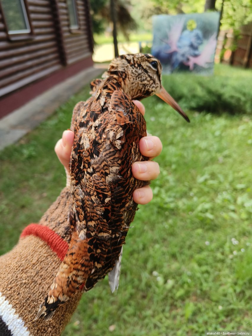 Путешествие продолжается — Куклы Baboliy (Баболи